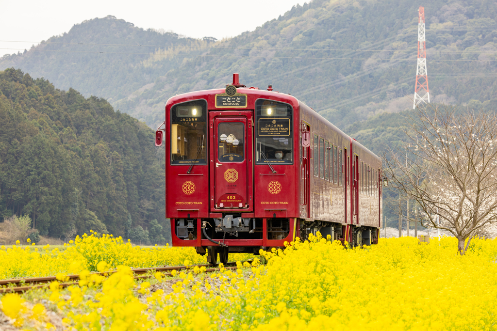 菜の花の中を行く