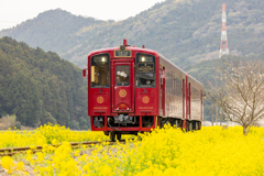 菜の花の中を行く