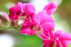 植物園の赤い花