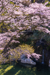 渓谷の桜