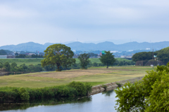 河川敷の樹木