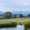 河川敷の樹木