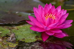 カエルのケロタン、花を愛でる