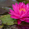 カエルのケロタン、花を愛でる