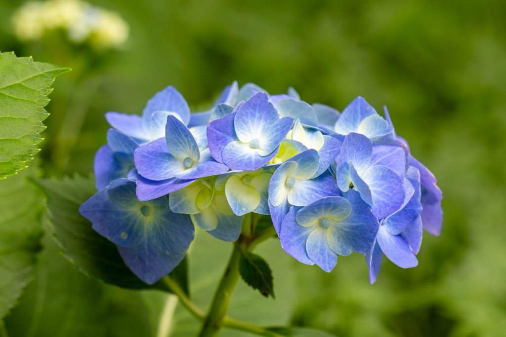清涼感漂う