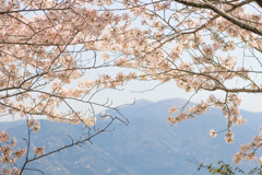 桜と福智山