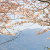 桜と福智山