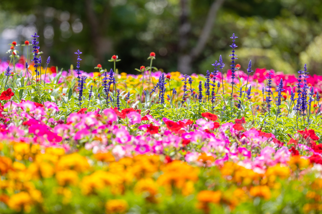 夏のお花畑