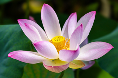 蓮の花