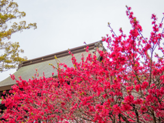 神社の花桃