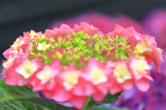 長崎紫陽花まつり