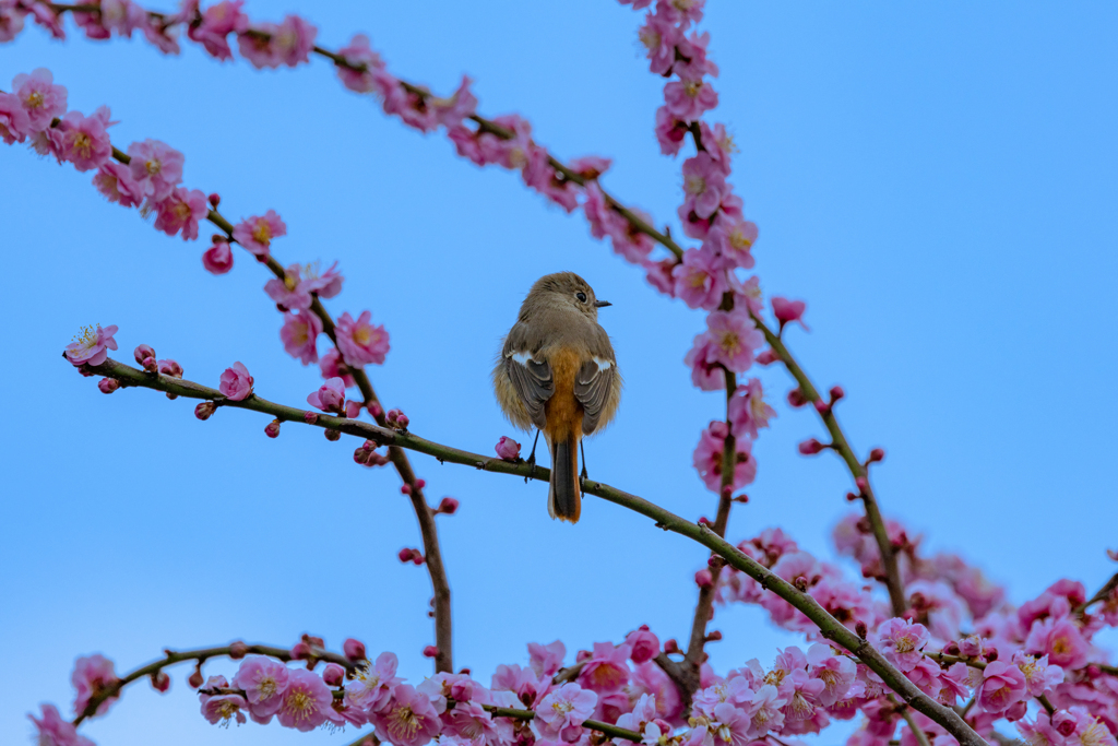ウメジョビ