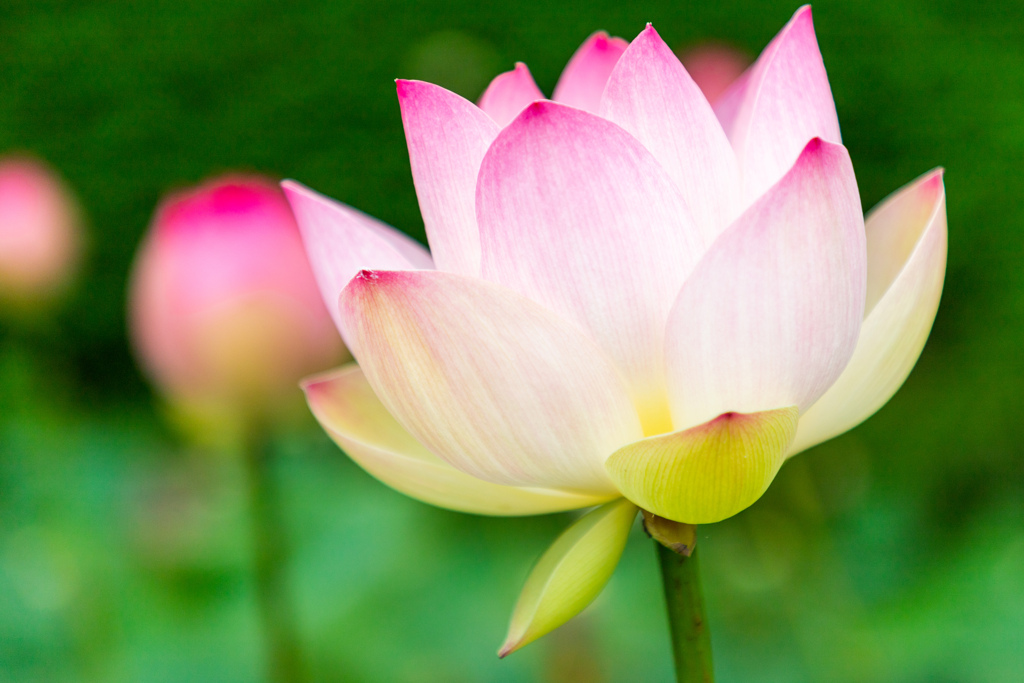 蓮の花