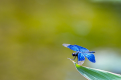 Blue Jewelry