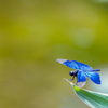 Blue Jewelry