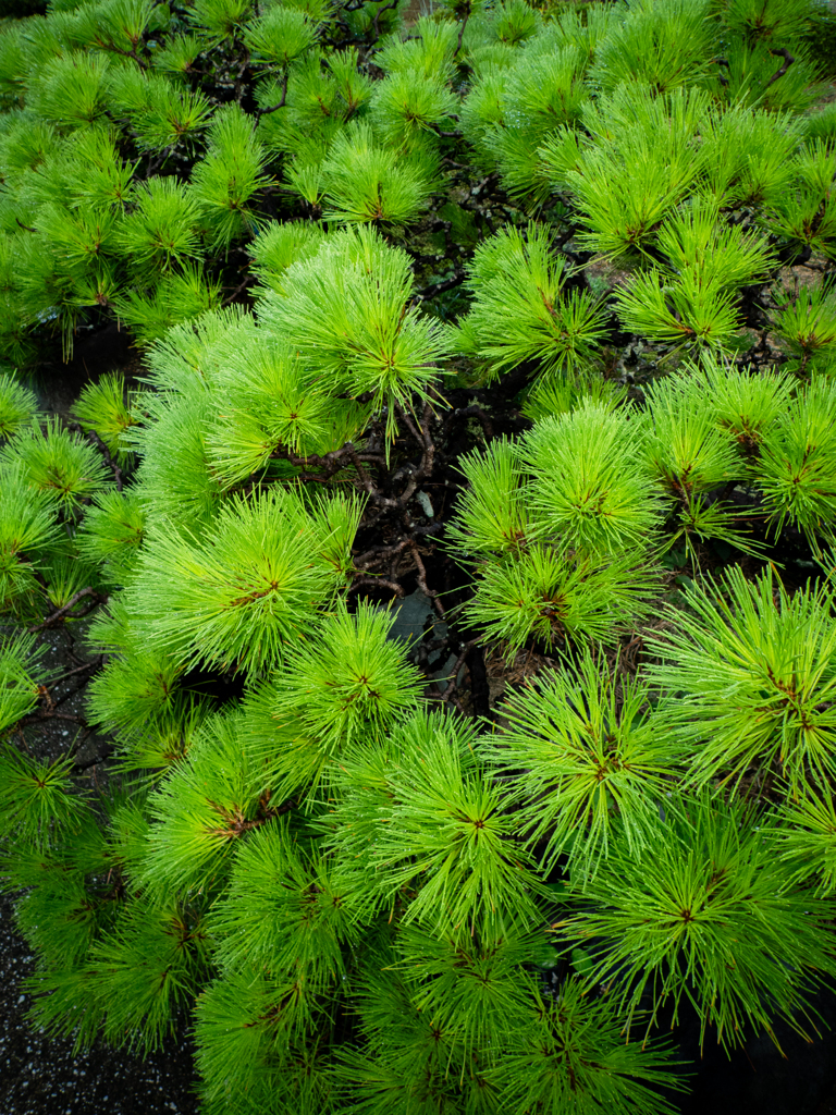 松の花火、咲く