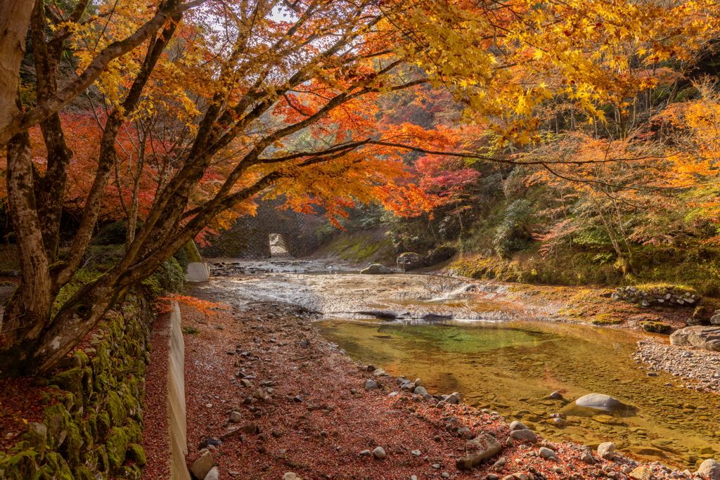 川辺の紅葉