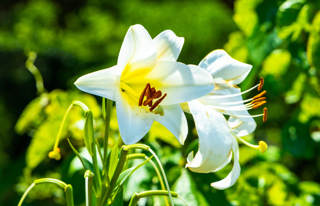 ユリの花にお客さん