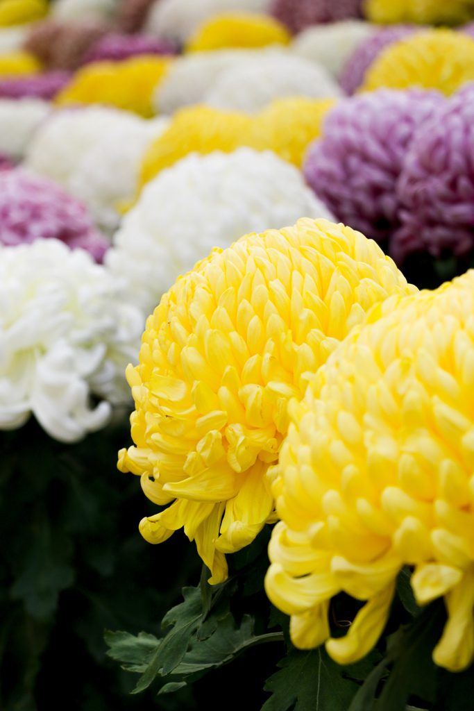 大輪の花