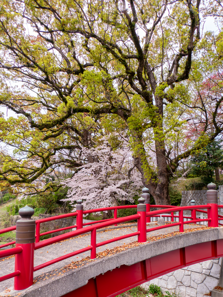 神社の桜