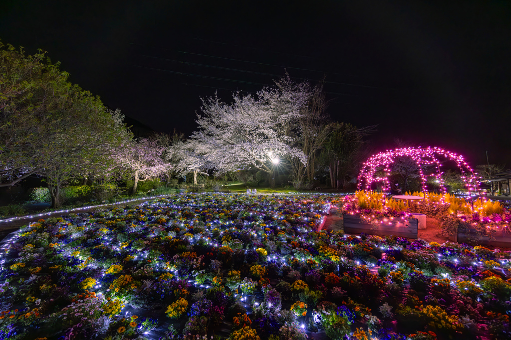 Night flower