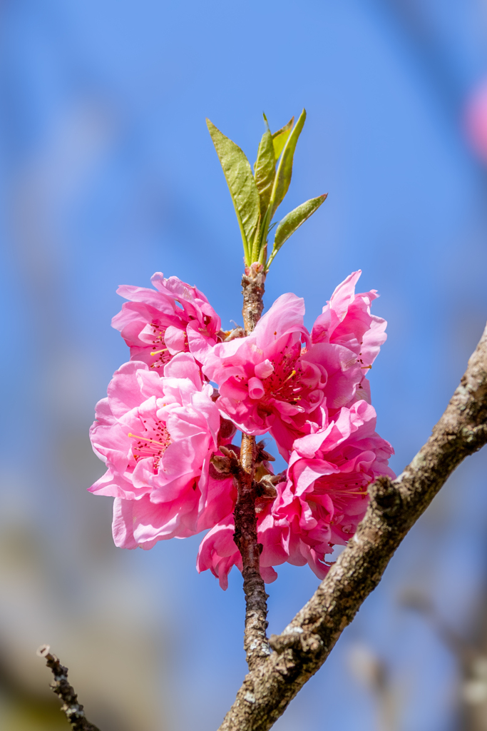 桃の花