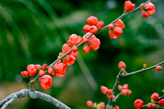 木瓜（ボケ）の花