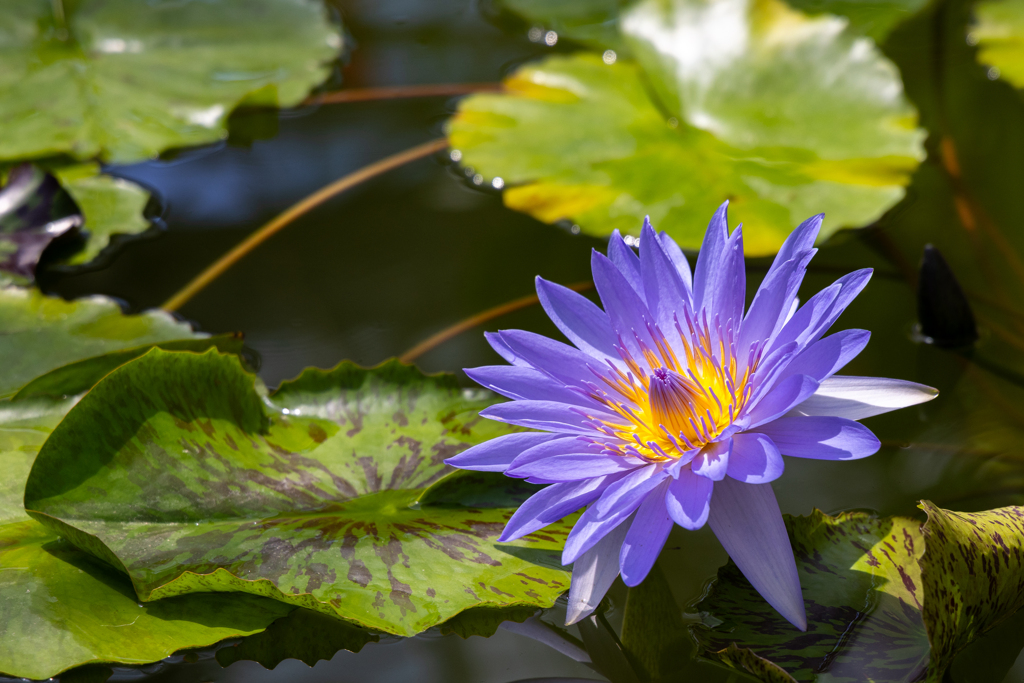 神代植物公園のスイレン