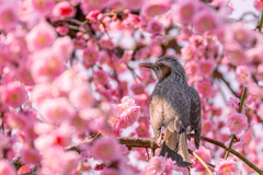 ウメドリー