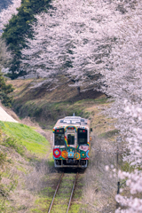 桜並木を往く