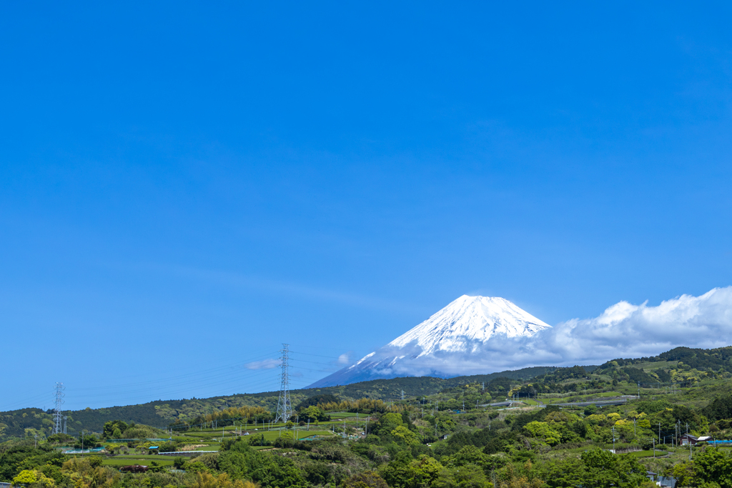 茶畑と富士山