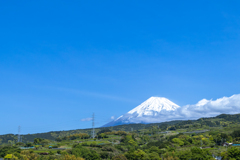 茶畑と富士山
