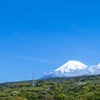 茶畑と富士山