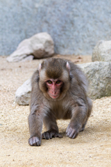 はっけよぉ～い のこったのこった