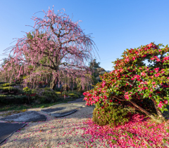 梅と山茶花の共演