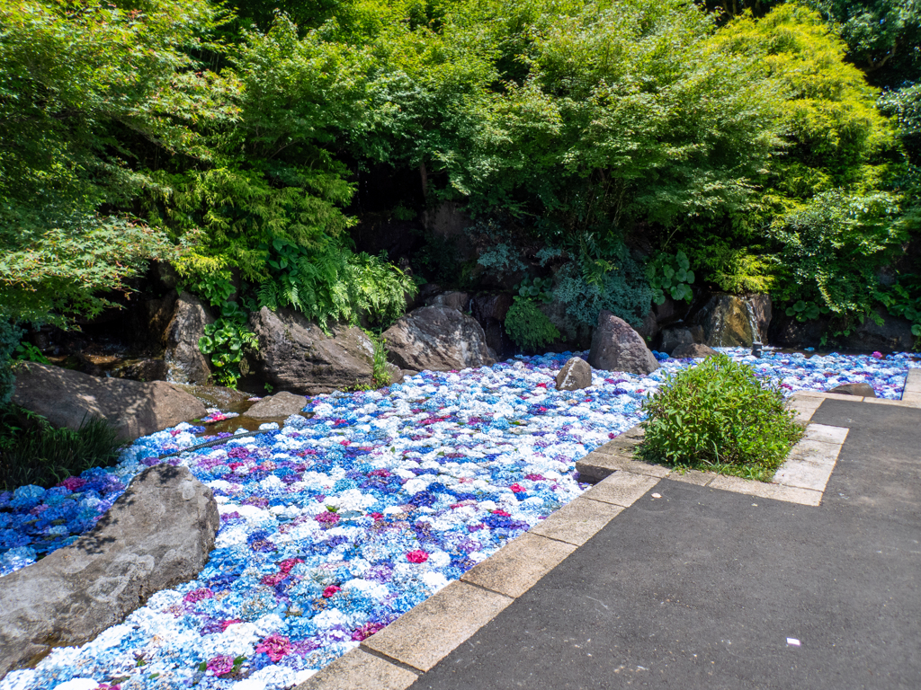 アジサイ花手水