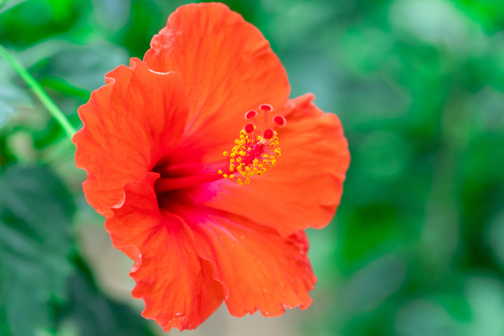 hibiscus in botanical garden