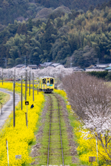 菜の花回廊