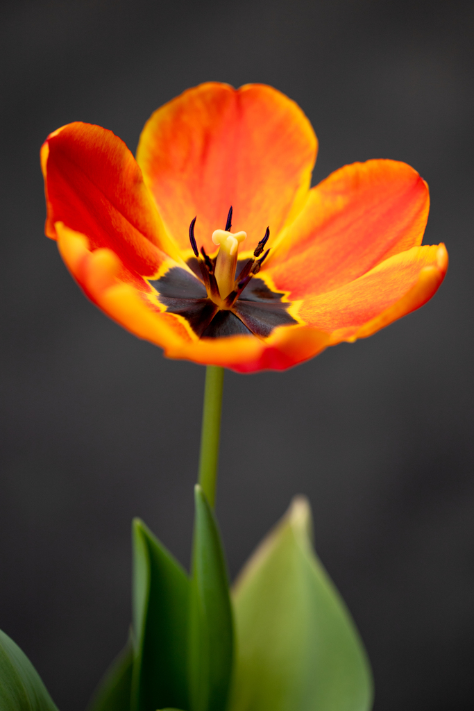 another tulip