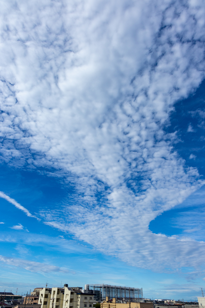 秋空に鳳凰の舞