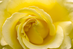 Yellow rose