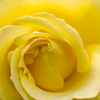 Yellow rose