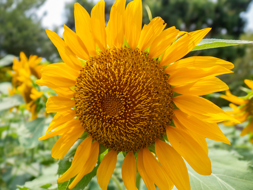 園児が咲かせた大輪の花