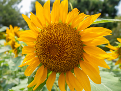園児が咲かせた大輪の花