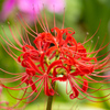 曼珠沙華