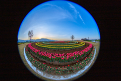 tulip circle