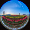 tulip circle