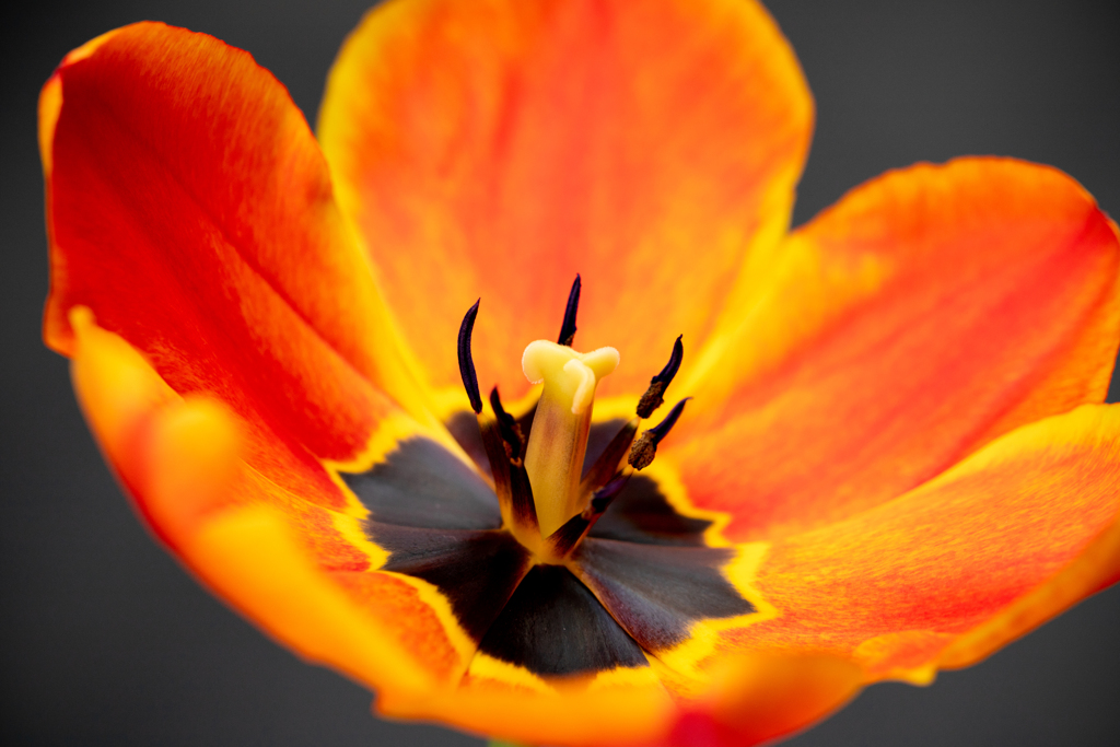 burning tulip