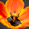 burning tulip