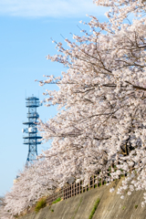 満開の桜は電波に乗って